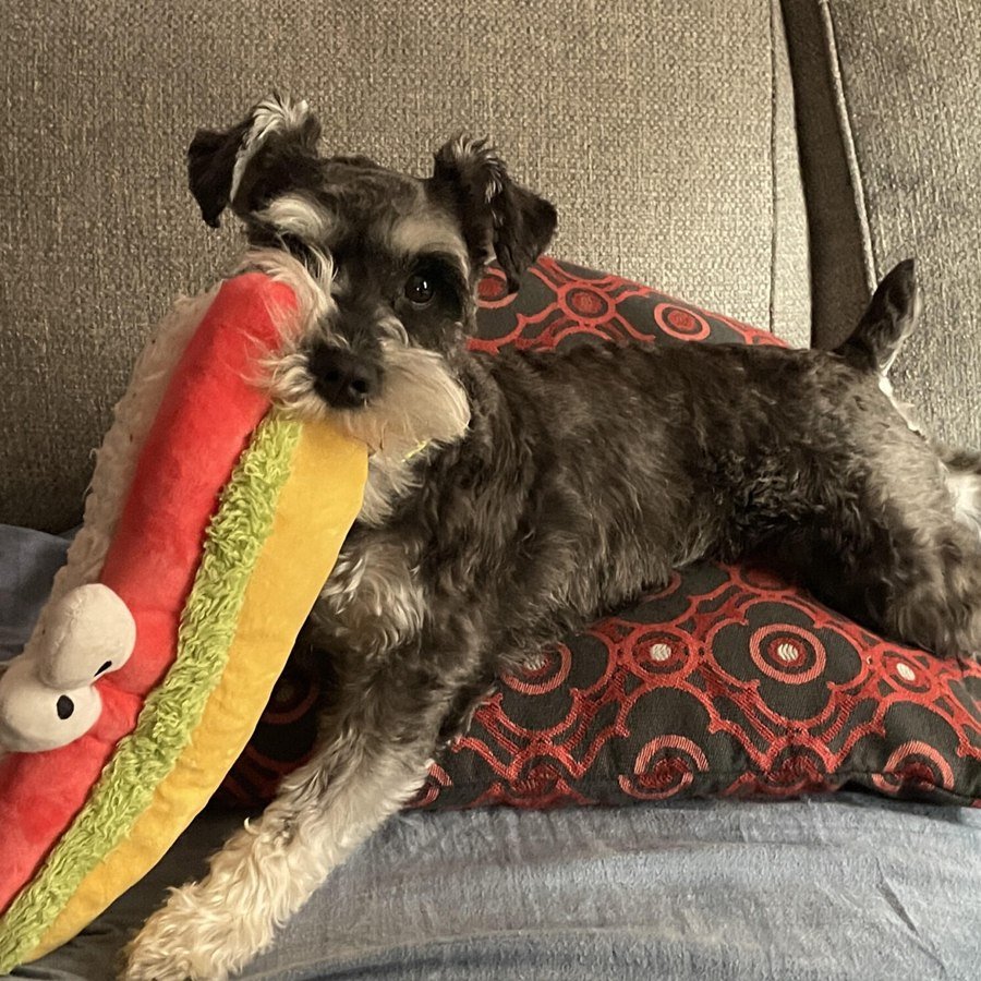 Lucy, my schnauzer, holding a hotdog toy